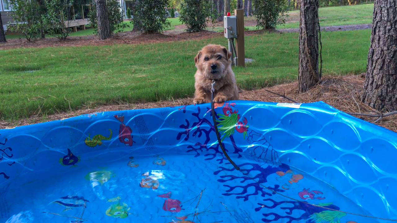 does the norfolk terrier like to swim